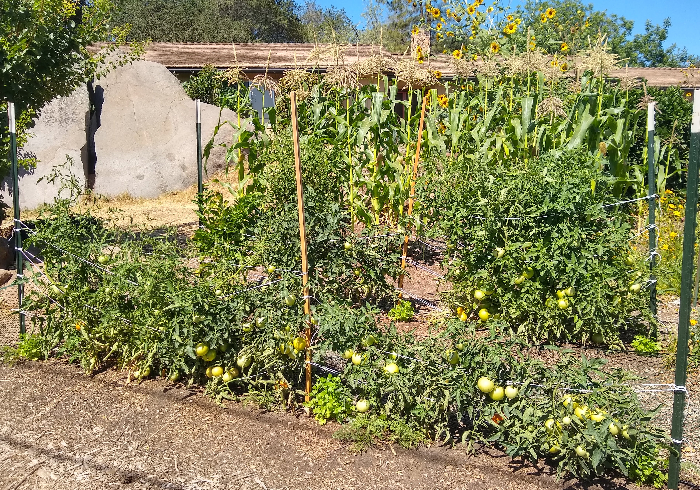 Starting brassicas in summer - Greg Alder's Yard Posts: Southern California  food gardening