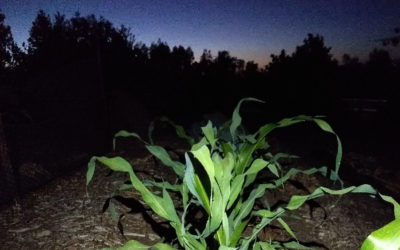 Night gardening