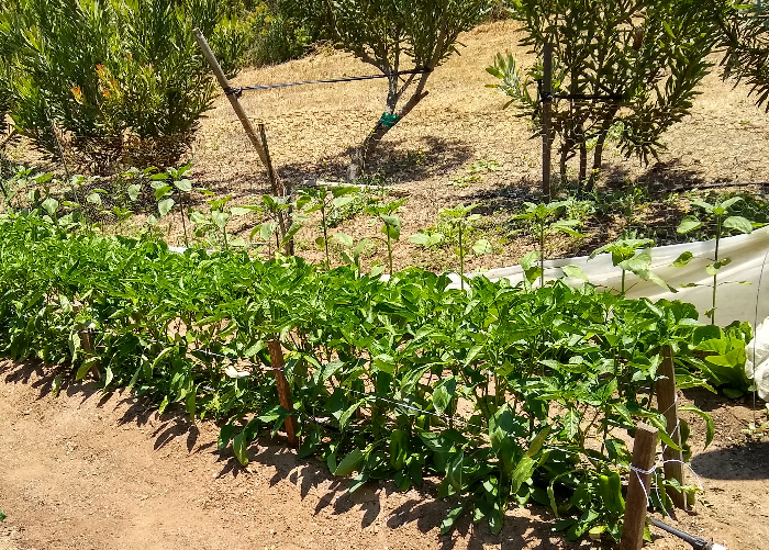 Starting brassicas in summer - Greg Alder's Yard Posts: Southern