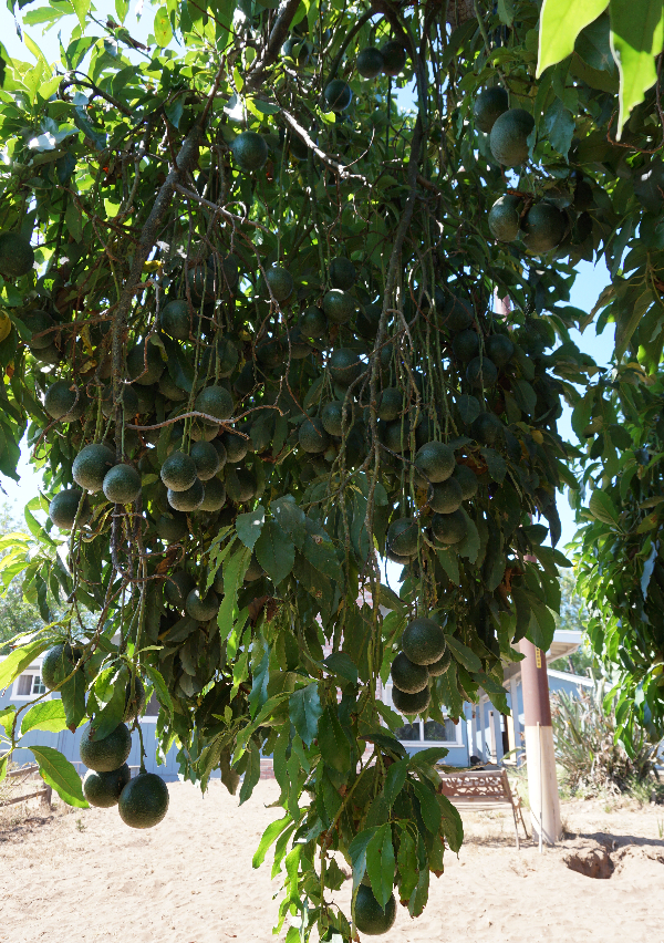 Sir Prize Avocados Grafted Tree 1 Feet Tall Ship in Plastic Bag 