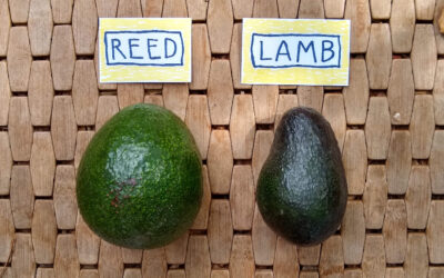 Reed and Lamb avocados for sale