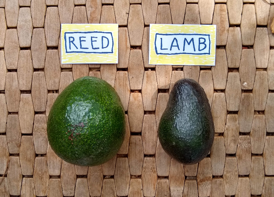 Reed and Lamb avocados for sale