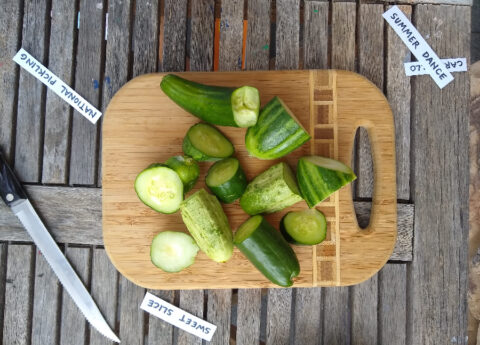 Cucumber varieties for Southern California, 2022 - Greg Alder's Yard
