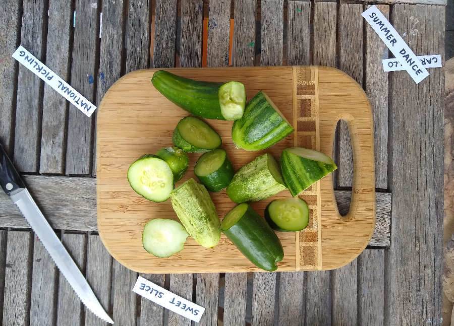 Cucumber varieties for Southern California, 2022