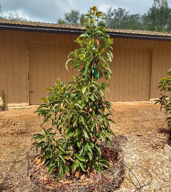 Bacon Avocado Grafted Tree 1 Feet Tall Ship in Plastic Bag 