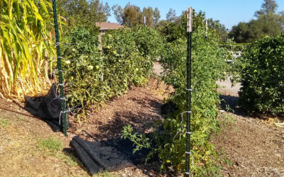 Protecting tomatoes from heat