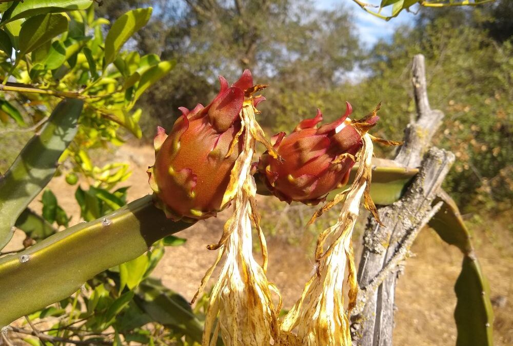 Growing dragon fruit in Southern California