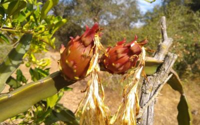 Growing dragon fruit in Southern California