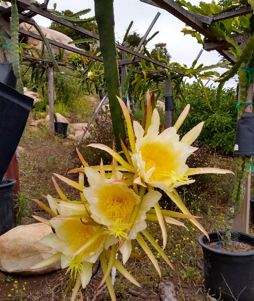 White Dragon Fruit Plant - Fruiting Cactus Vine