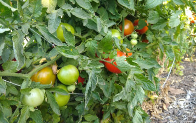 Freezing tomatoes from the garden