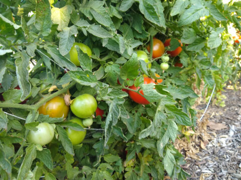 Freezing tomatoes from the garden - Greg Alder's Yard Posts: Southern ...