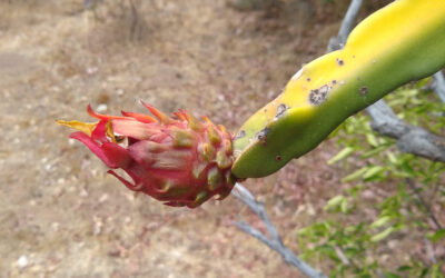 Growing dragon fruit in Southern California