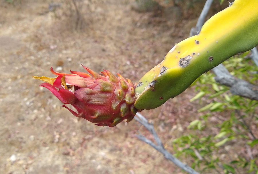 White Dragon Fruit Plant - Fruiting Cactus Vine