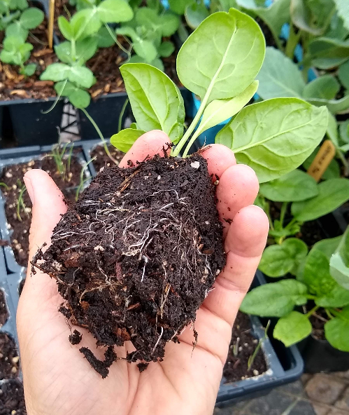 Lacking Space? My Top 5 Tips for Growing Vegetables in Pots – Growing Back  To My Roots