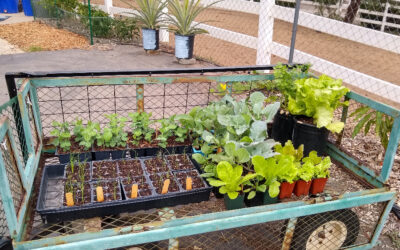 When to transplant vegetable seedlings?