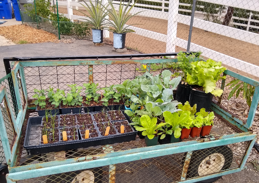 When to transplant vegetable seedlings?