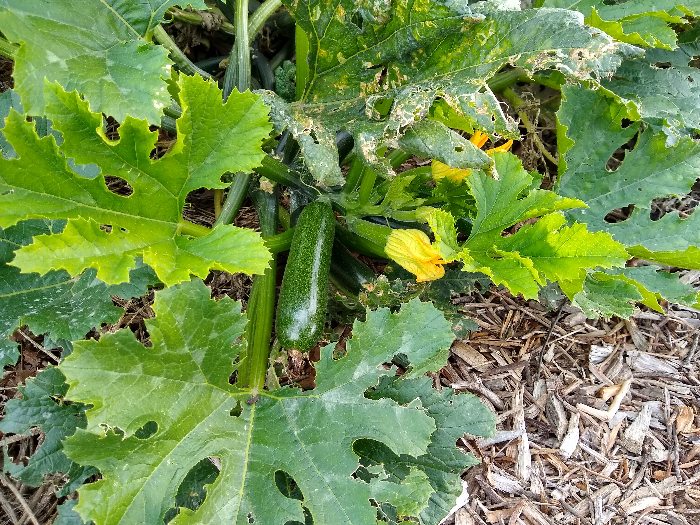 Sautéed Zucchini - The Plant Based School