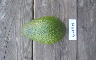 What happened to the Gwen avocado?