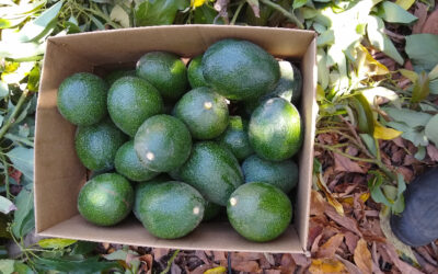 Avocados for sale, 2023