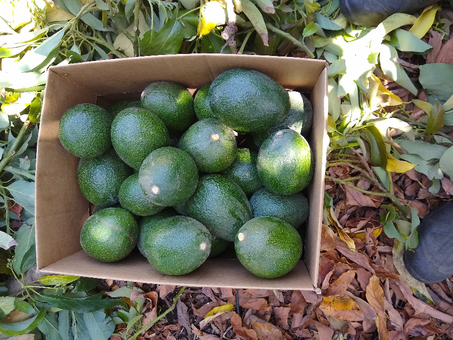 Avocados for sale, 2023