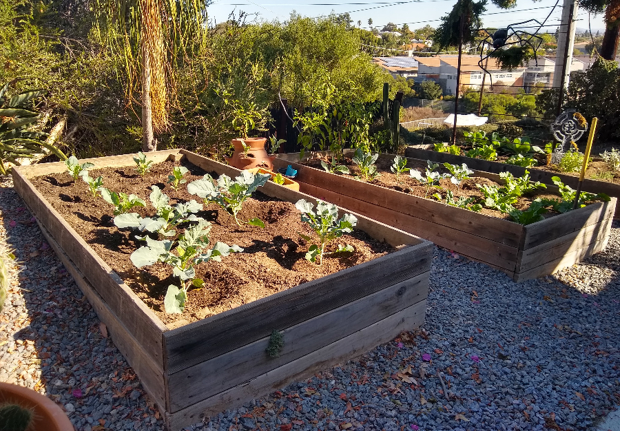 growing-vegetables-in-raised-boxes-greg-alder-s-yard-posts-southern