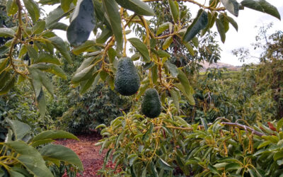 Growing avocados in California’s Central Valley