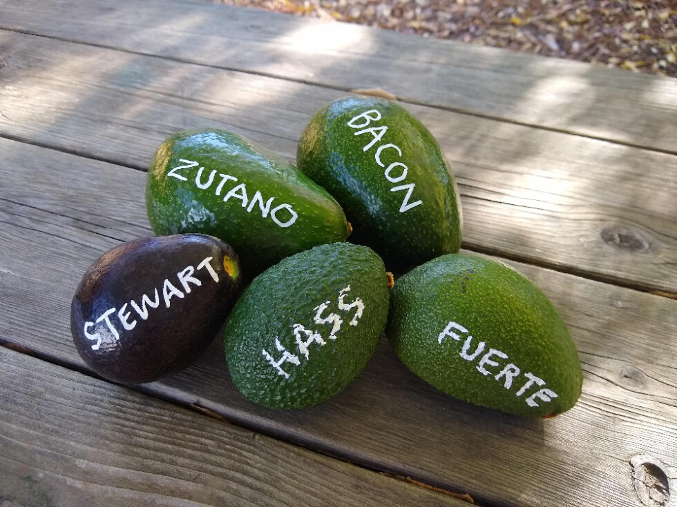 Avocados Archives - Greg Alder's Yard Posts: Southern California Food ...