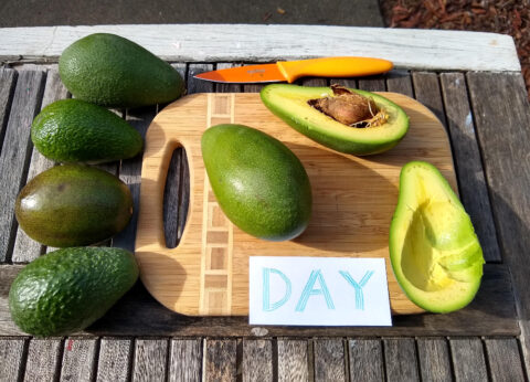 Day avocado: a profile - Greg Alder's Yard Posts: Southern California ...