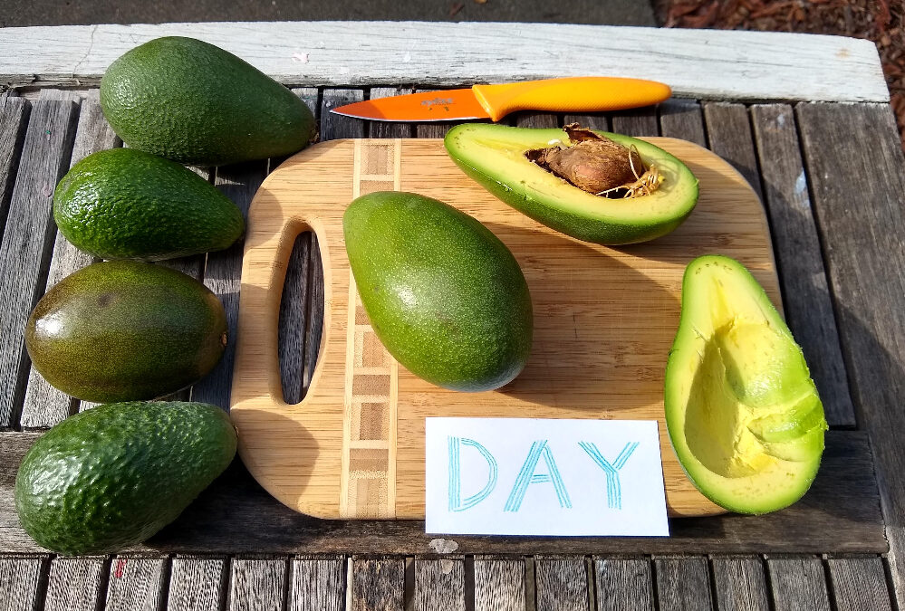 Day avocado: a profile