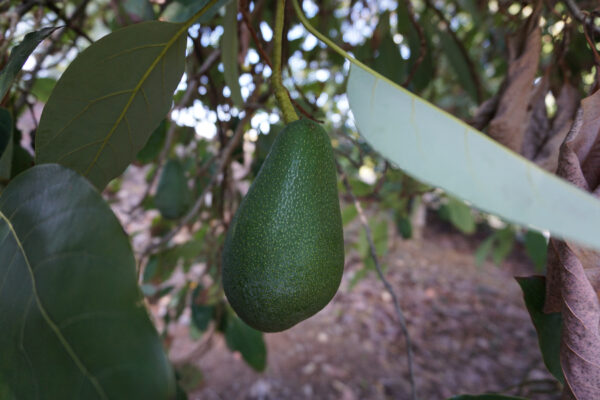 Early Avocado Varieties mix box - Image 2