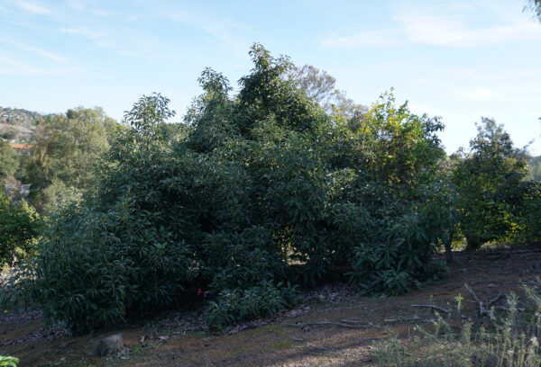 Early Avocado Varieties mix box - Image 3