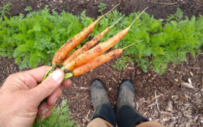 Four reasons to grow vegetables in winter in Southern California