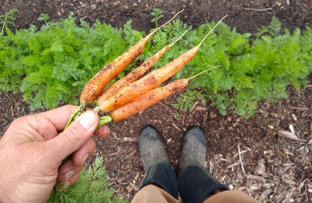 Four reasons to grow vegetables in winter in Southern California