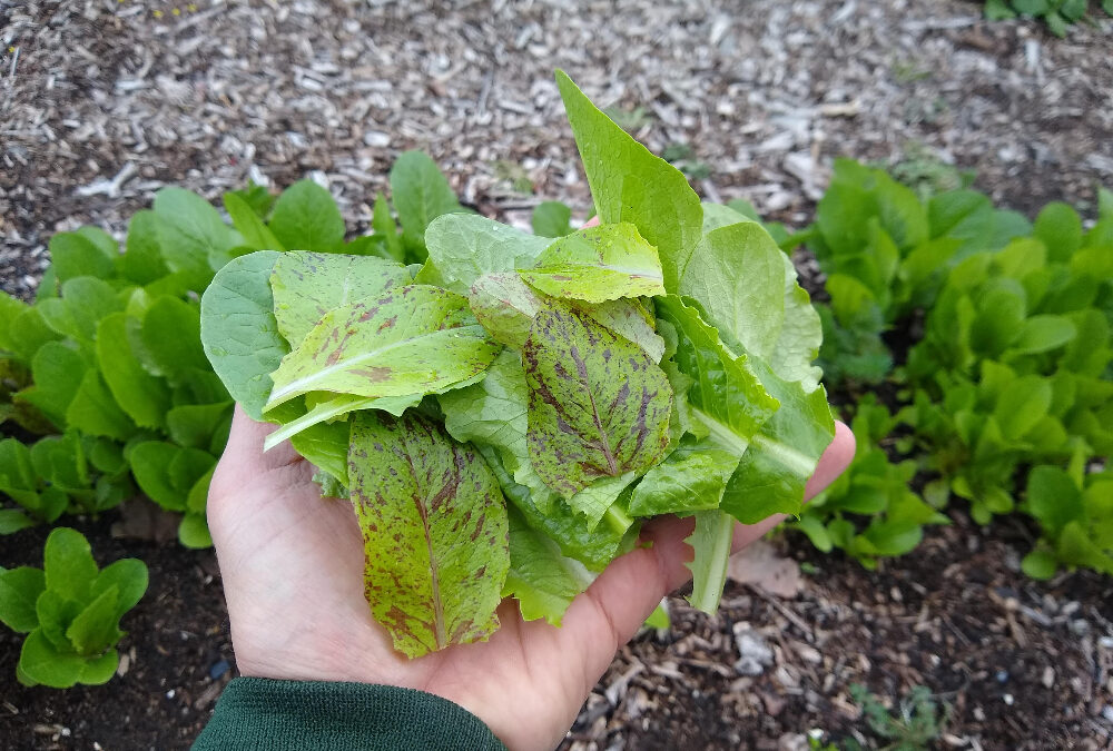Cut-and-come-again lettuce and greens