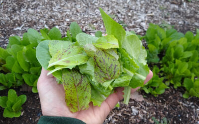 Cut-and-come-again lettuce and greens