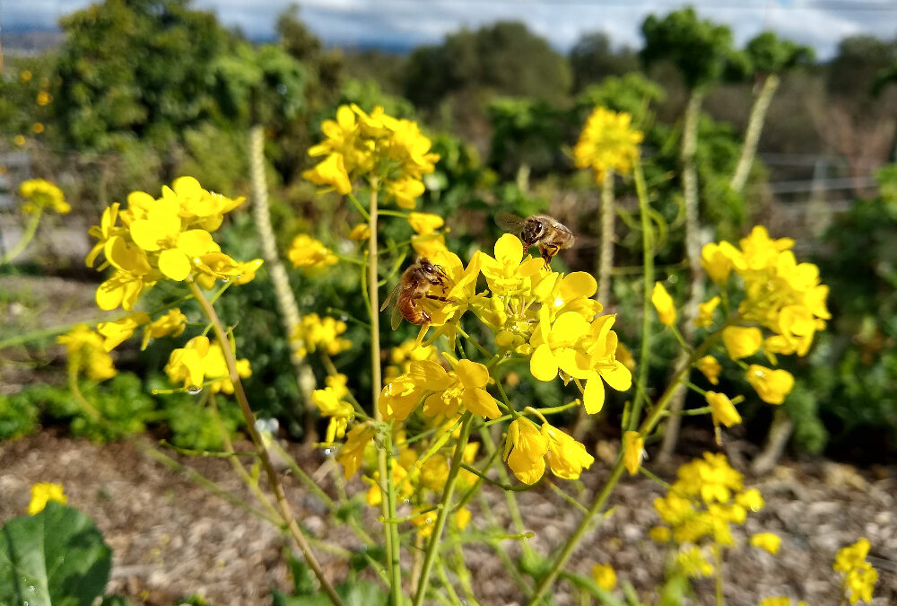 Flowers for bees all year in Southern California