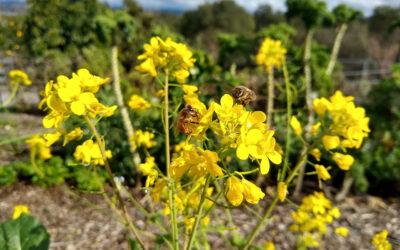 Flowers for bees all year in Southern California