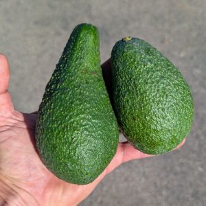 Pinkerton and Carmen avocados