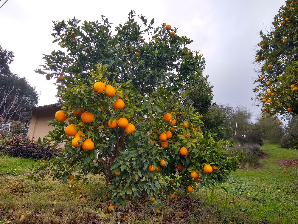 Shiranui Citrus Tree Sumo