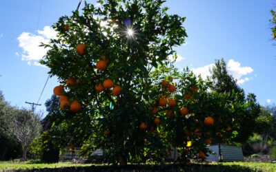 The Shiranui mandarin tree: a profile