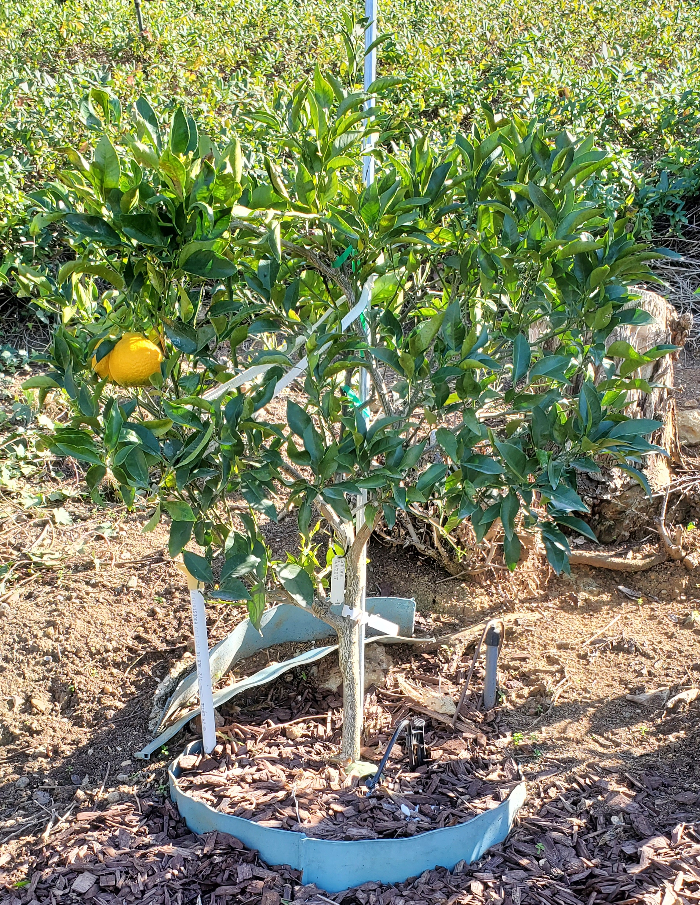 Shiranui Citrus Tree Sumo - Jerry's Jungle