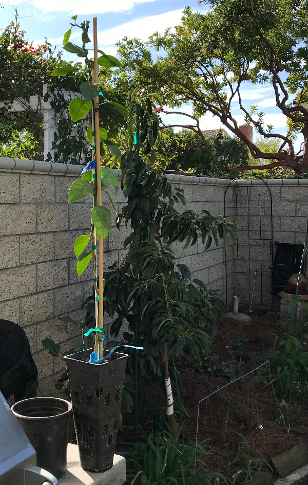 The Shiranui mandarin tree: a profile - Greg Alder's Yard Posts