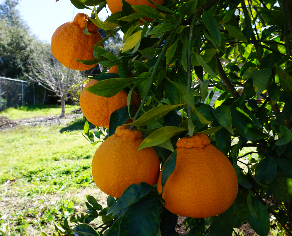 The Shiranui mandarin tree: a profile - Greg Alder's Yard Posts