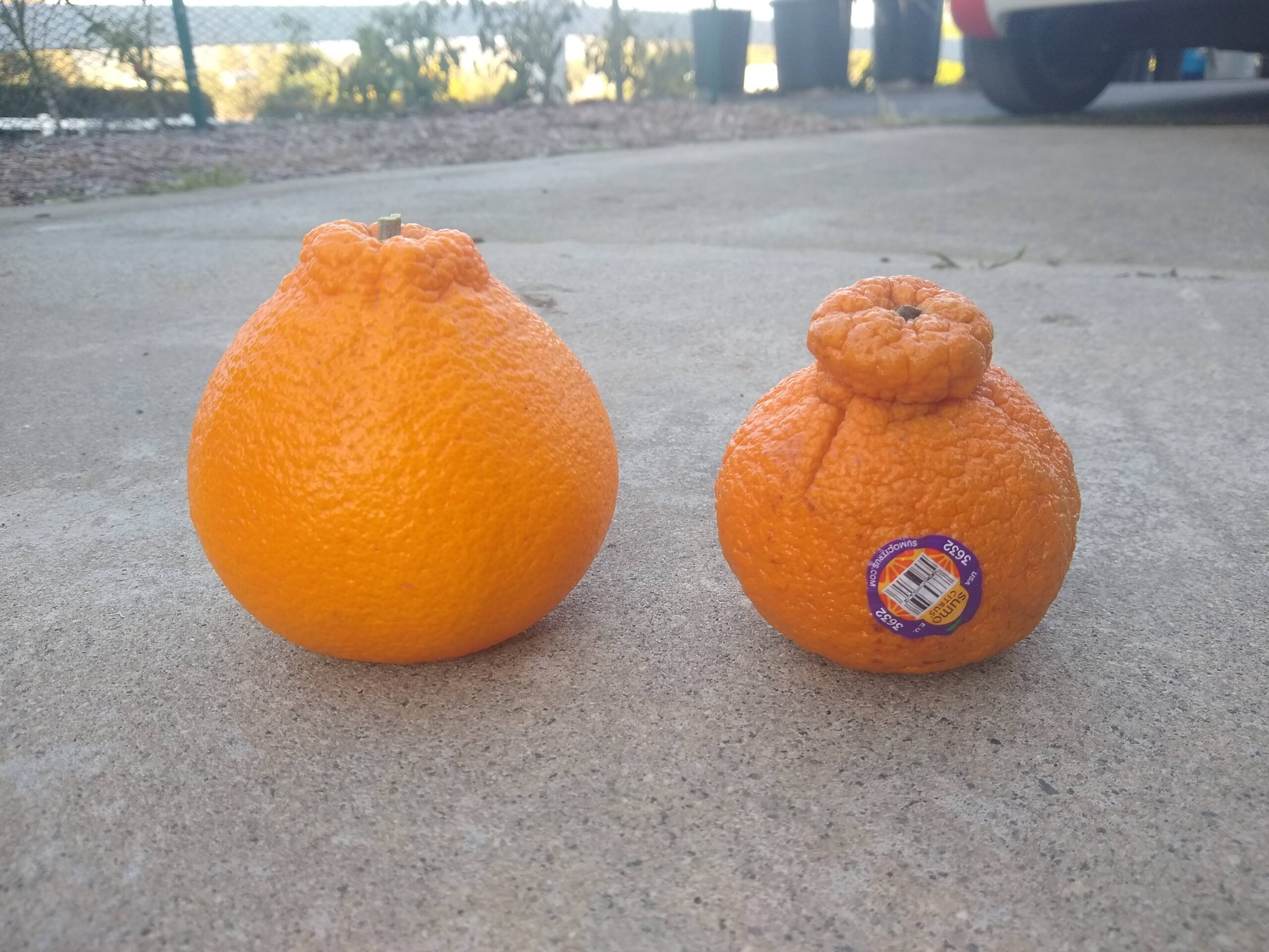 Review: Sumo Oranges