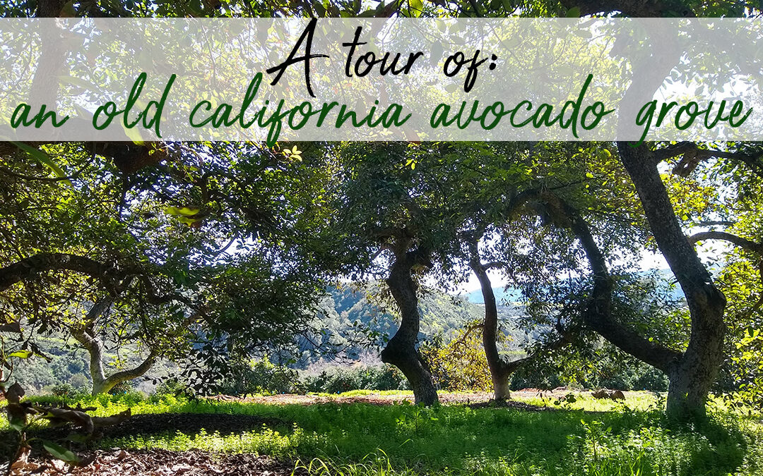 Old California avocado grove tour