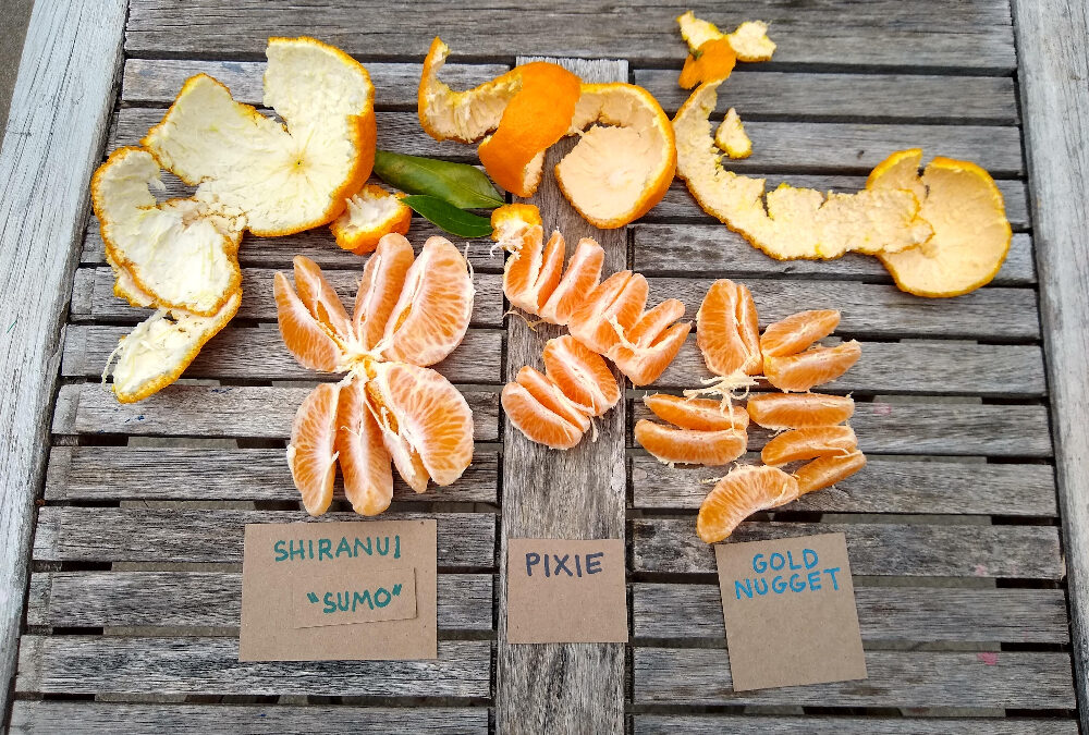 Shiranui, Pixie, and Gold Nugget mandarin taste comparison
