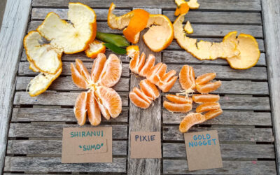 Shiranui, Pixie, and Gold Nugget mandarin taste comparison