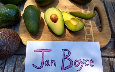 Jan Boyce avocado: a profile