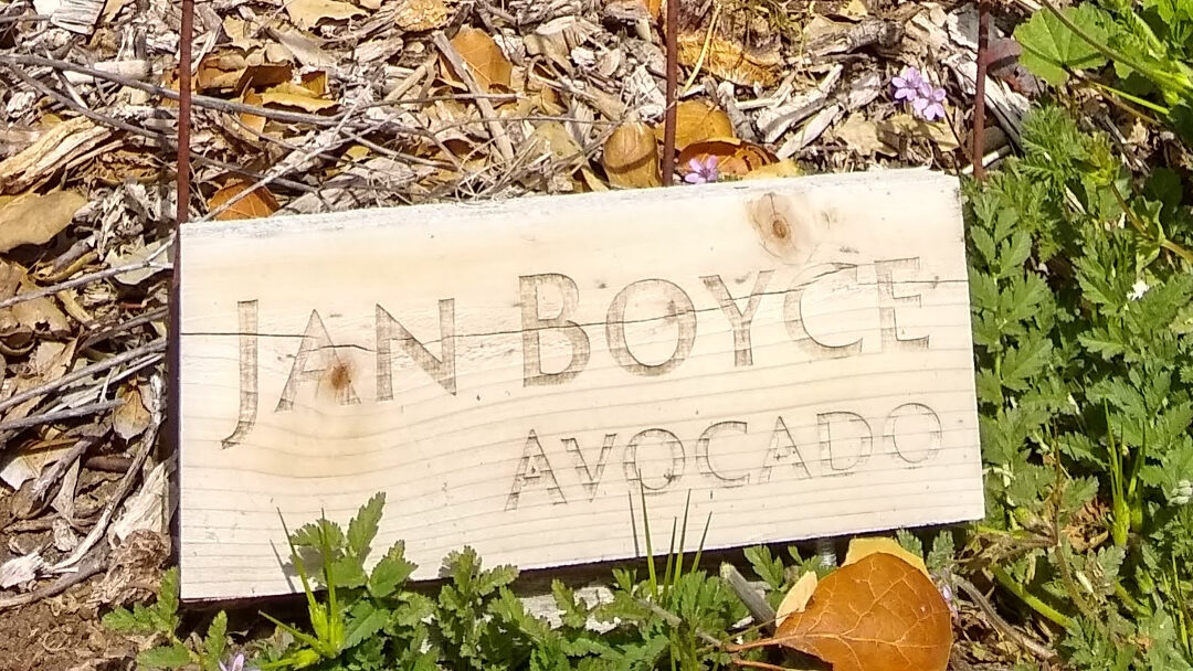 Jan Boyce avocado tree: a profile