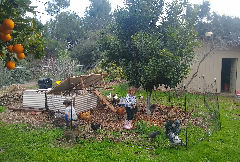 Backyard farming: Scaling up your garden